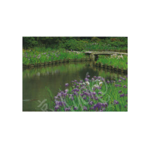 65-260b : Postkarte Photo Umenimiya Taisha Schrein